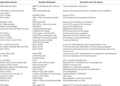 Thymus Functionality Needs More Than a Few TECs